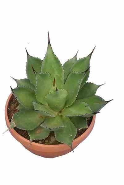 0 - Agave chiapensis Pot de 5 Litres  Et Violet