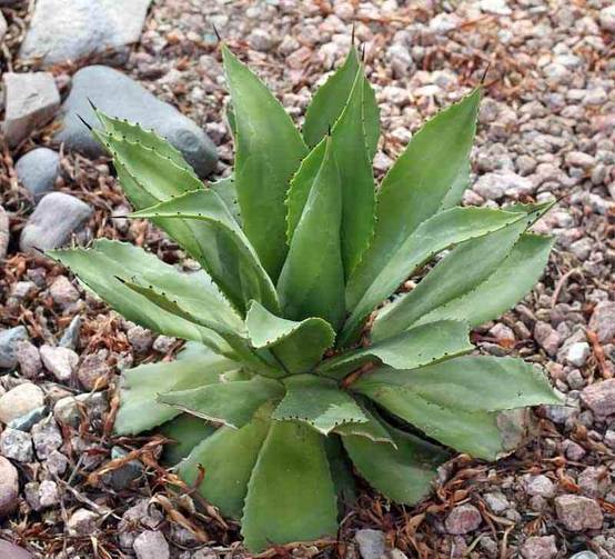 0 - Agave chiapensis Pot de 5 Litres Et Violet - Image 2