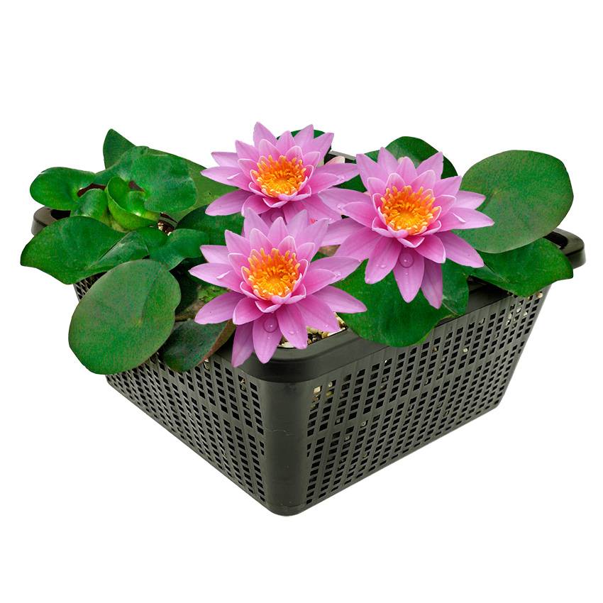 0 - Nénuphar Rose - Set Complet - incl. Panier Substrat Gravier Aliment