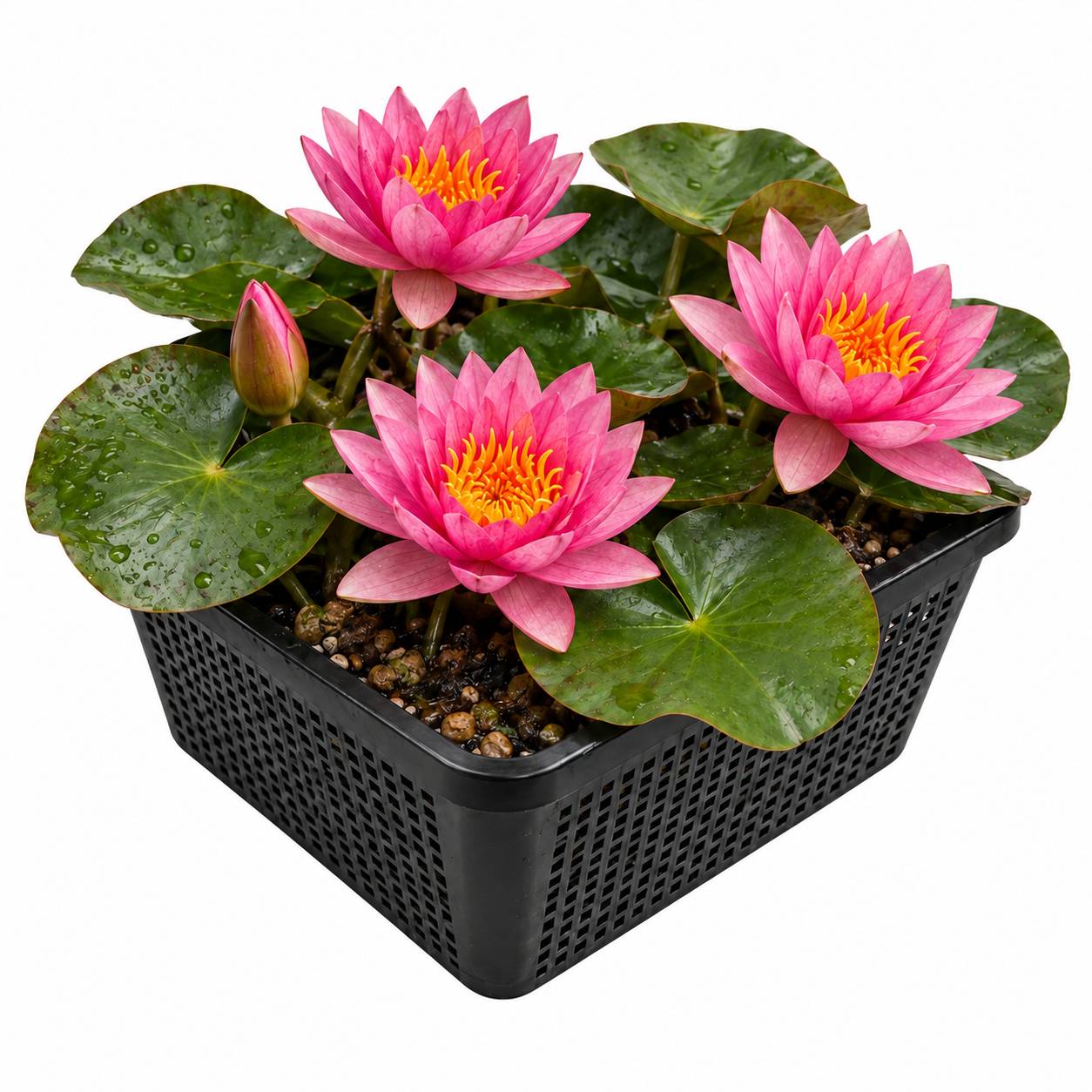 0 - Nénuphar Rose - Set Complet - incl. Panier Substrat Gravier Aliment - Image 1