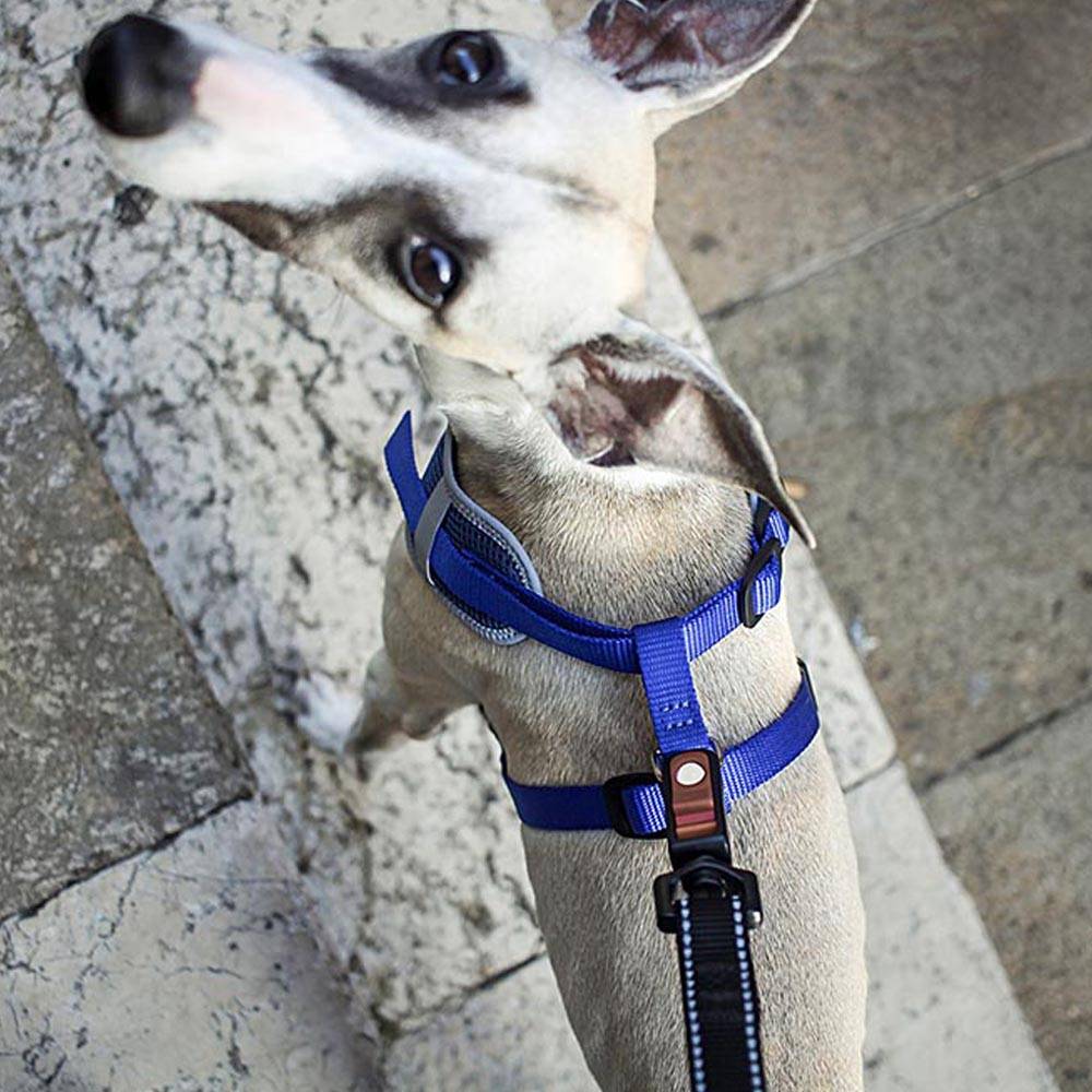 Ferplast - Ferplast Harnais Chien Taille Moyenne NIKITA M, Harnais pour Chien Respirant, Rembourré et Ajustable, Facile à Porter, Bords Réfléchissants, Poitrine - Imagen 6