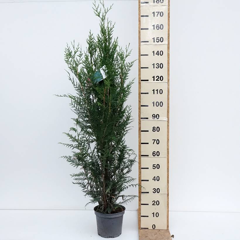 Promesse de Fleurs - Thuya pour haie - Thuja plicata Atrovirens Pot de 6L/7L - Image 2