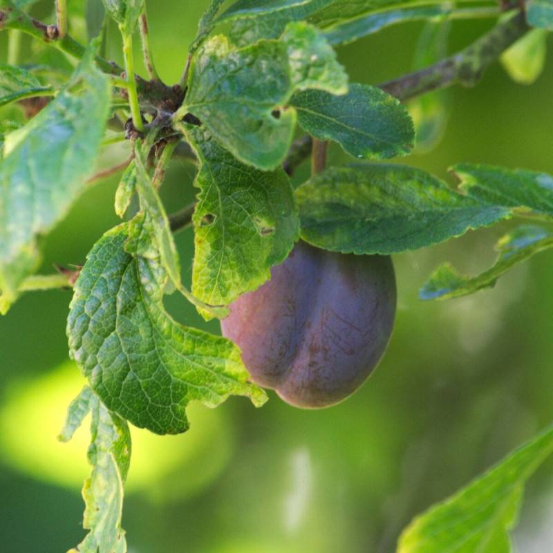 Prunier Quetsche d'Alsace - Bon rendement - Pot de 10L - Gobelet 2 ans - 120/150 cm - De 3,00 m à 5,00 m - Imagen 1