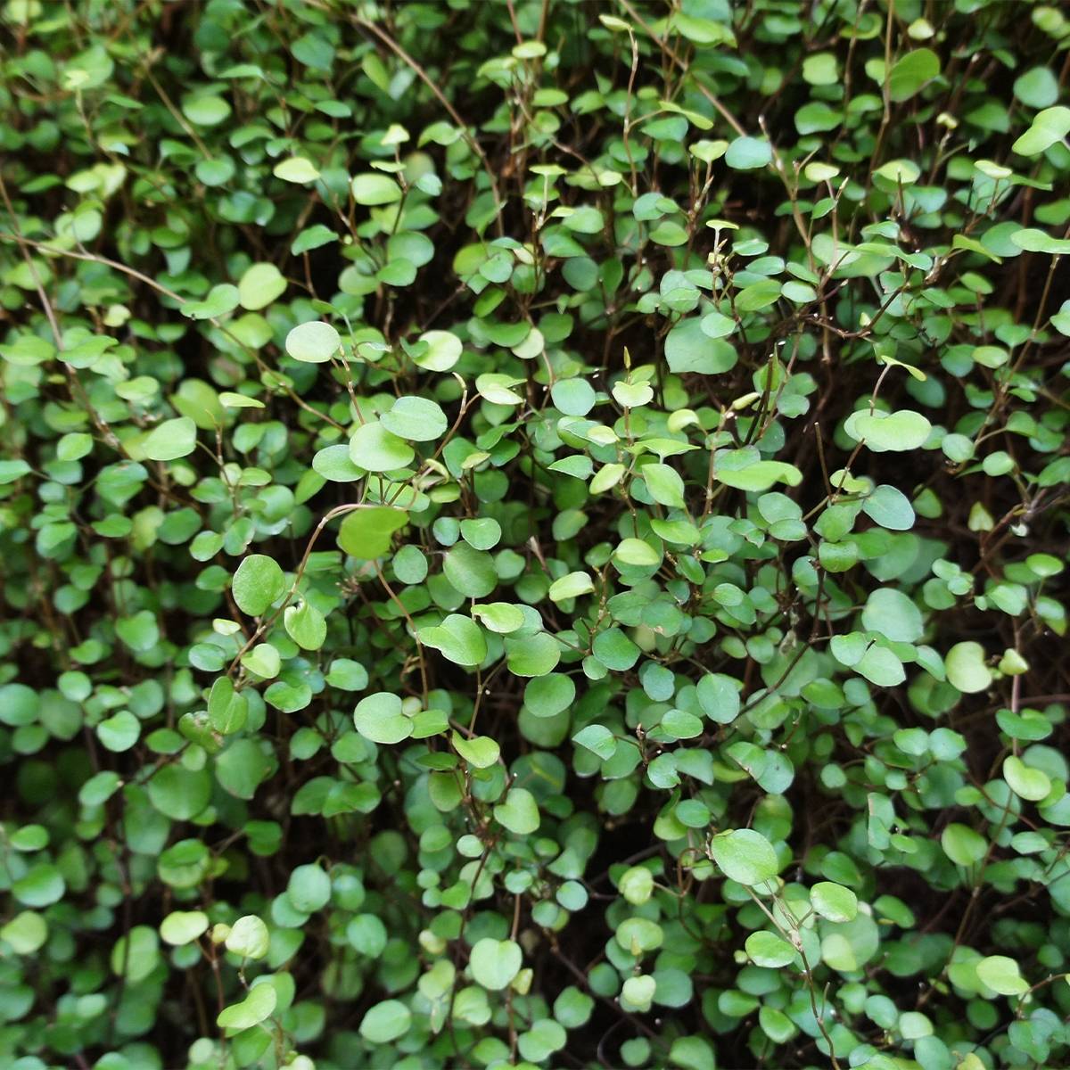 Muehlenbeckia complexa Sealand Compact Godet de 8/9 cm - Image 1