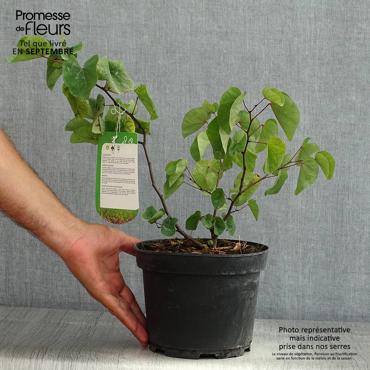Cercis siliquastrum - Arbre de Judée Pot de 3L/4L - Image 2