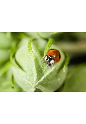Biotop - Biotop - 100 coccinelles adultes anti-pucerons - Coccifly - Imagen 4