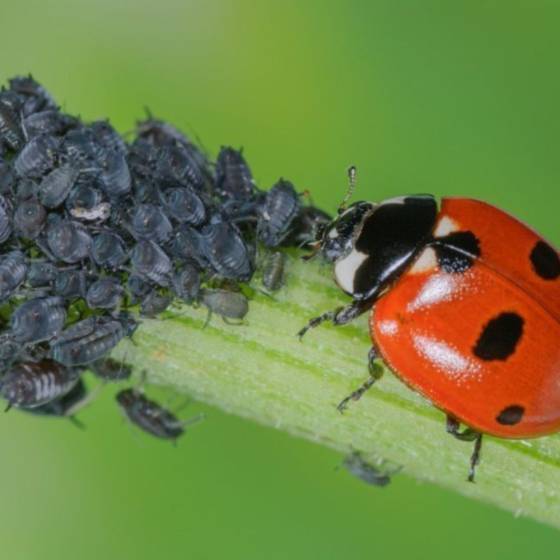 Biotop - Biotop - 100 coccinelles adultes anti-pucerons - Coccifly - Imagen 3