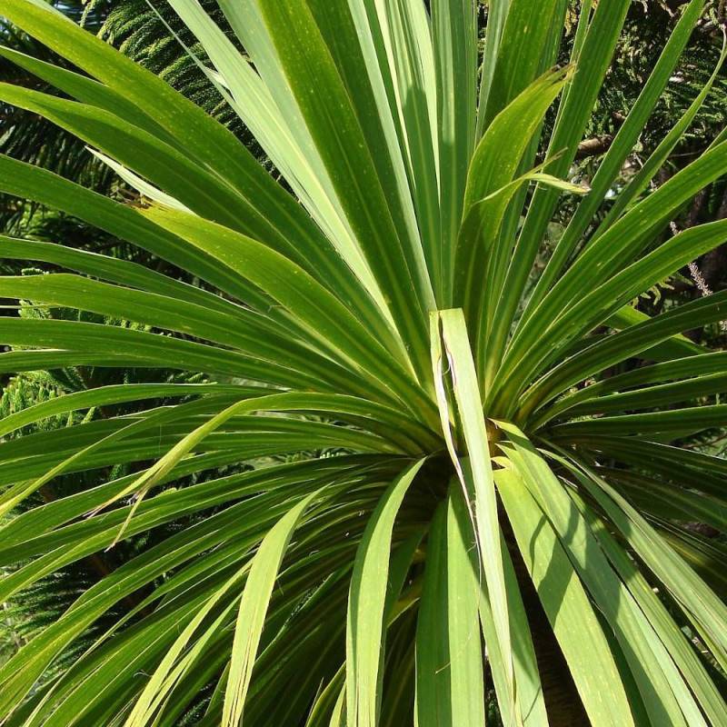 Cordyline australe - Pot de 4L - 40/60 cm