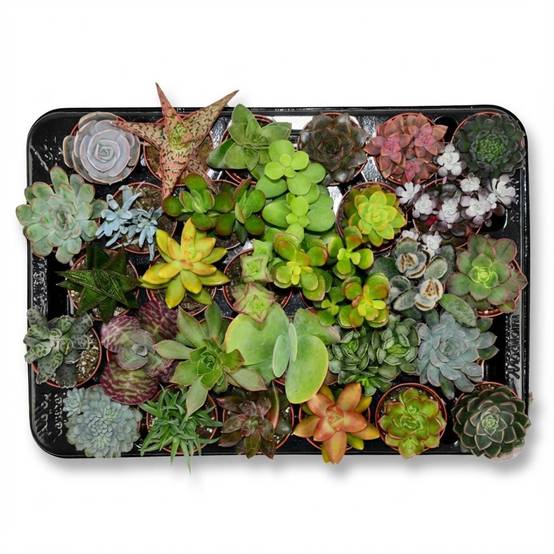 Lot de 30 Mini Succulentes - Mix Surprise - Pot de 5cm - Hauteur 5-10cm - Plantes d'intérieur - Image 1