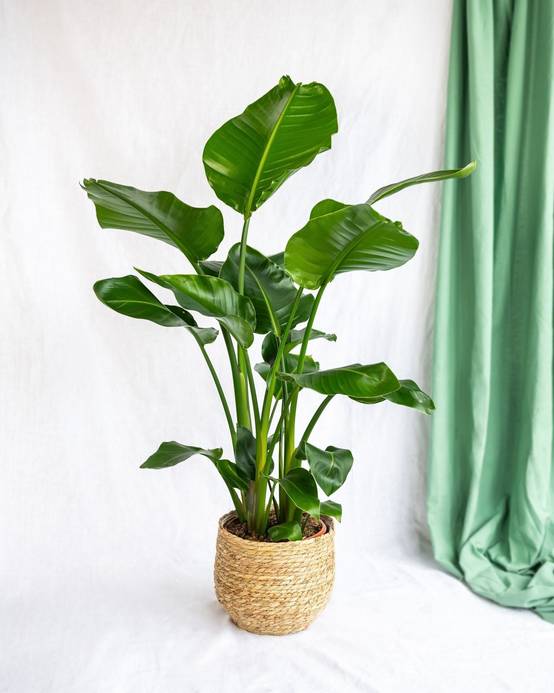 Strelitzia nicolai 90cm - Plante d'intérieur- La Green Touch - Image 2
