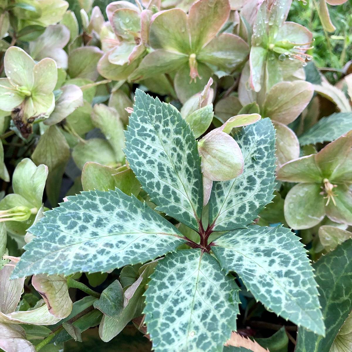 Promesse de Fleurs - Hellébore Magic Leaves Pot de 10 cm/11cm