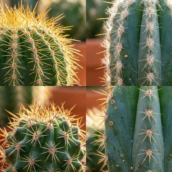 Mini Mélange de Cactus - Pot de 8cm - Hauteur: 5-10 cm - pots en terre cuite - 6 plantes - Plantes d'intérieur - Image 3