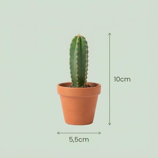 Mini Mélange de Cactus - Pot de 8cm - Hauteur: 5-10 cm - pots en terre cuite - 6 plantes - Plantes d'intérieur - Image 4
