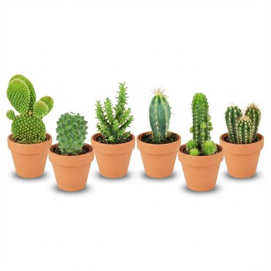 Mini Mélange de Cactus - Pot de 8cm - Hauteur: 5-10 cm - pots en terre cuite - 6 plantes - Plantes d'intérieur - Image 1