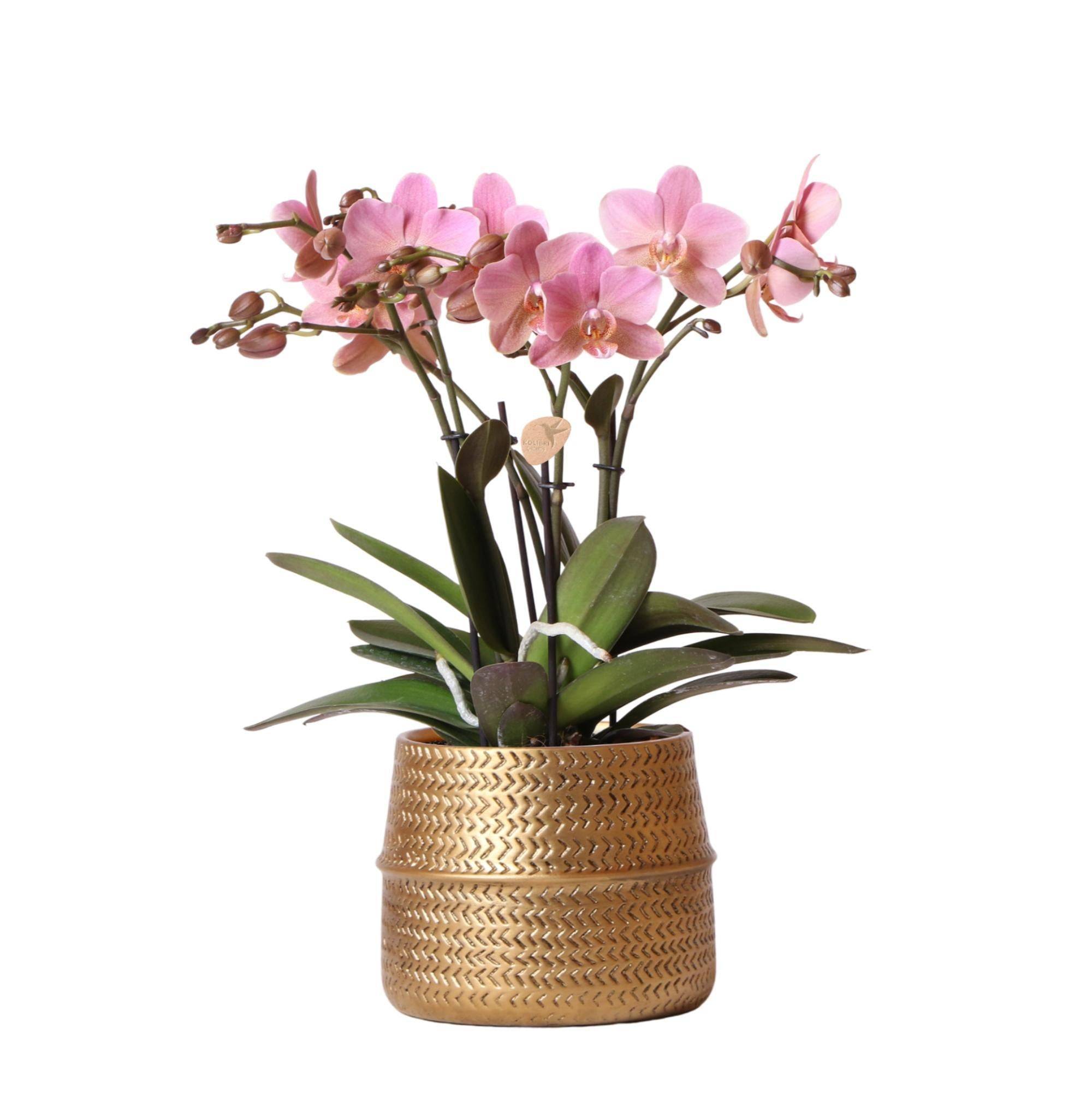 La Green Touch - Orchidée rose Trévise et son pot- La Green Touch Doré - Hauteur 35cm - Imagen 1