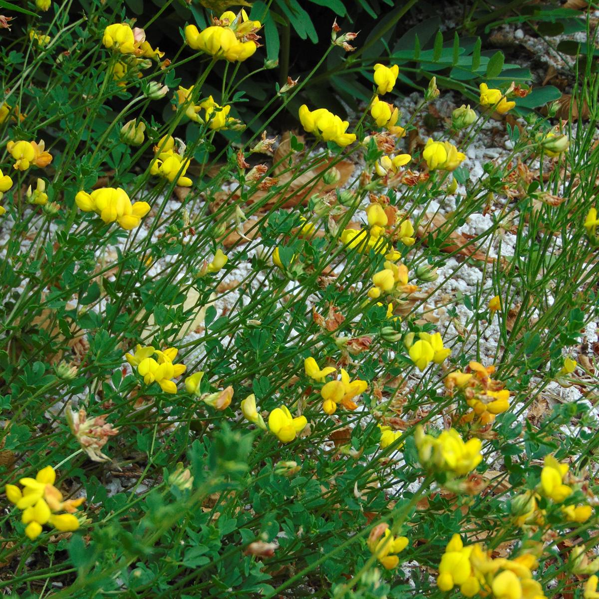 Lotier corniculé - Lotus corniculatus Graines Graines