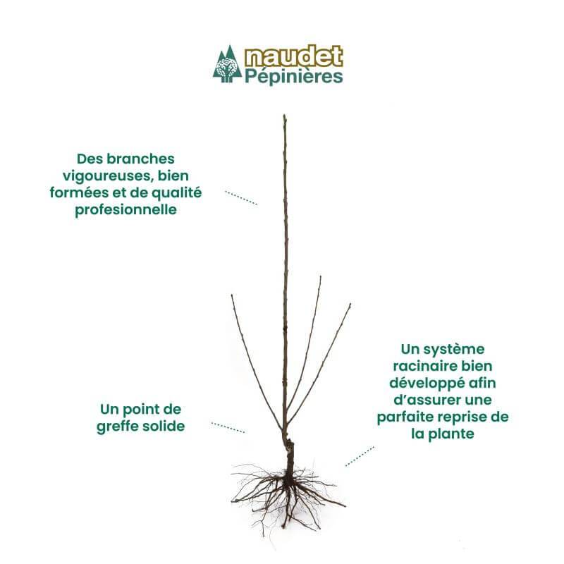 Nashi 'Hosui' (Pyrus pyrifolia 'Hosui') - Scion de 80 à 100cm - Pépinières Naudet - Imagen 3