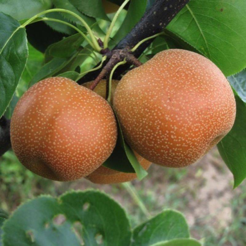 Nashi 'Hosui' (Pyrus pyrifolia 'Hosui') - Scion de 80 à 100cm - Pépinières Naudet - Imagen 1
