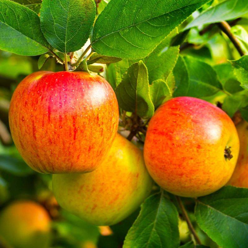 Pommier 'Reine des Reinettes' (Malus domestica 'Reine des Reinettes') - Scion de 100cm - Pépinières Naudet - Imagen 1