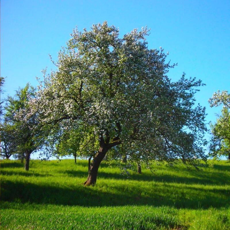Pommier 'Reine des Reinettes' (Malus domestica 'Reine des Reinettes') - Scion de 100cm - Pépinières Naudet - Imagen 2