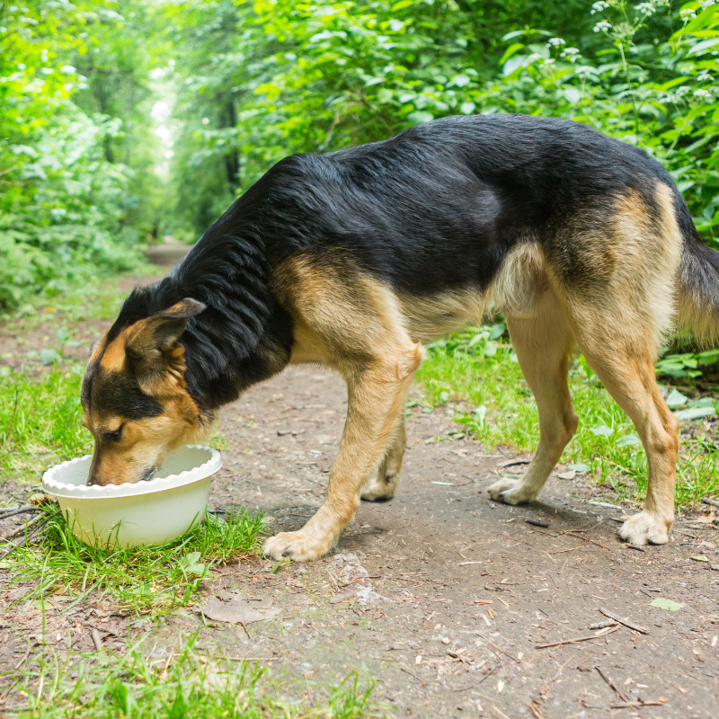 Nestor - Pâtée Sans Céréales Bio au Poulet pour Chien - Imagen 2