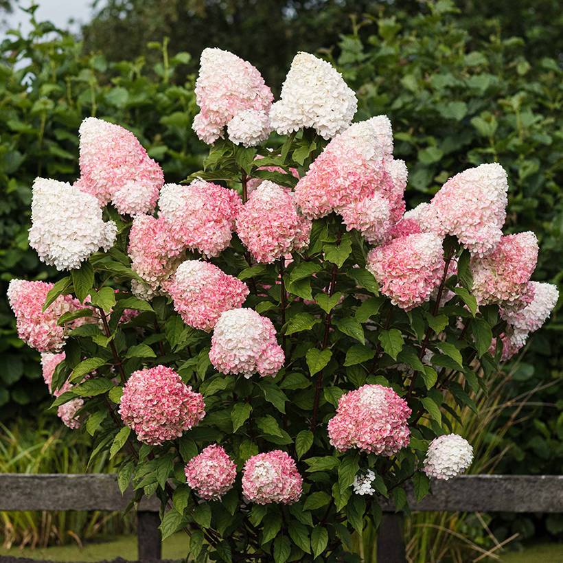 Promesse de Fleurs - Hydrangea paniculata Living Pink & Rose  - Hortensia paniculé Godet de 8/9 cm
