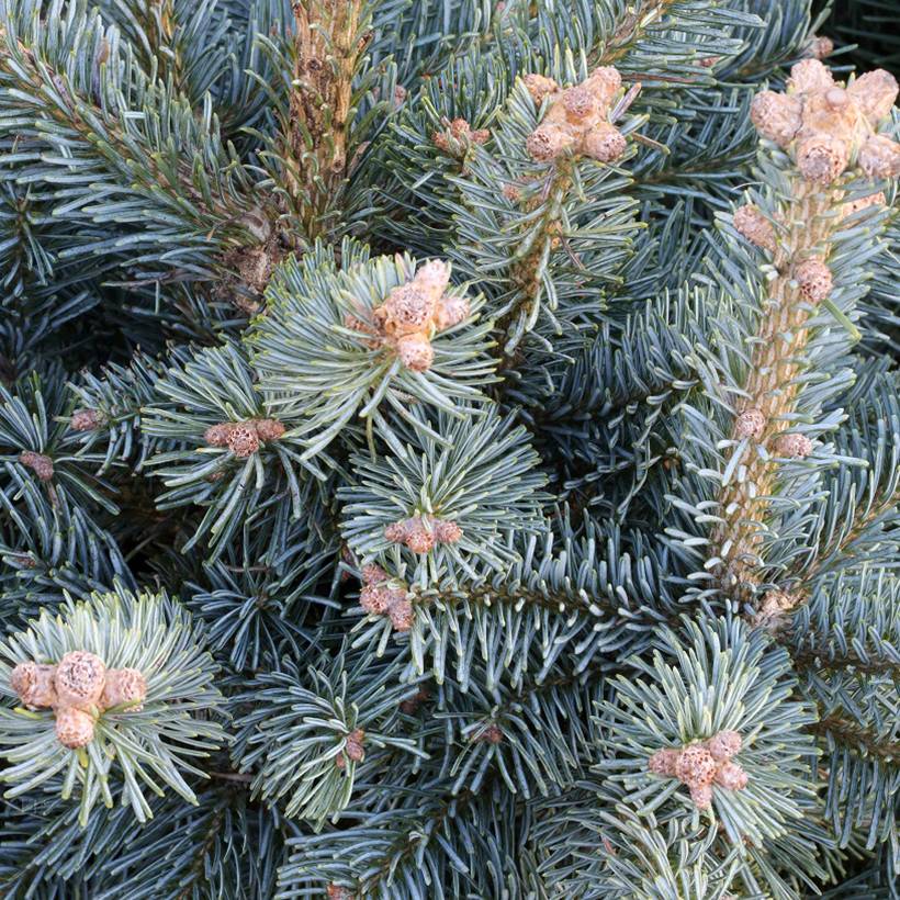 Sapin subalpin - Abies lasiocarpa Compacta Pot de 6L/7L