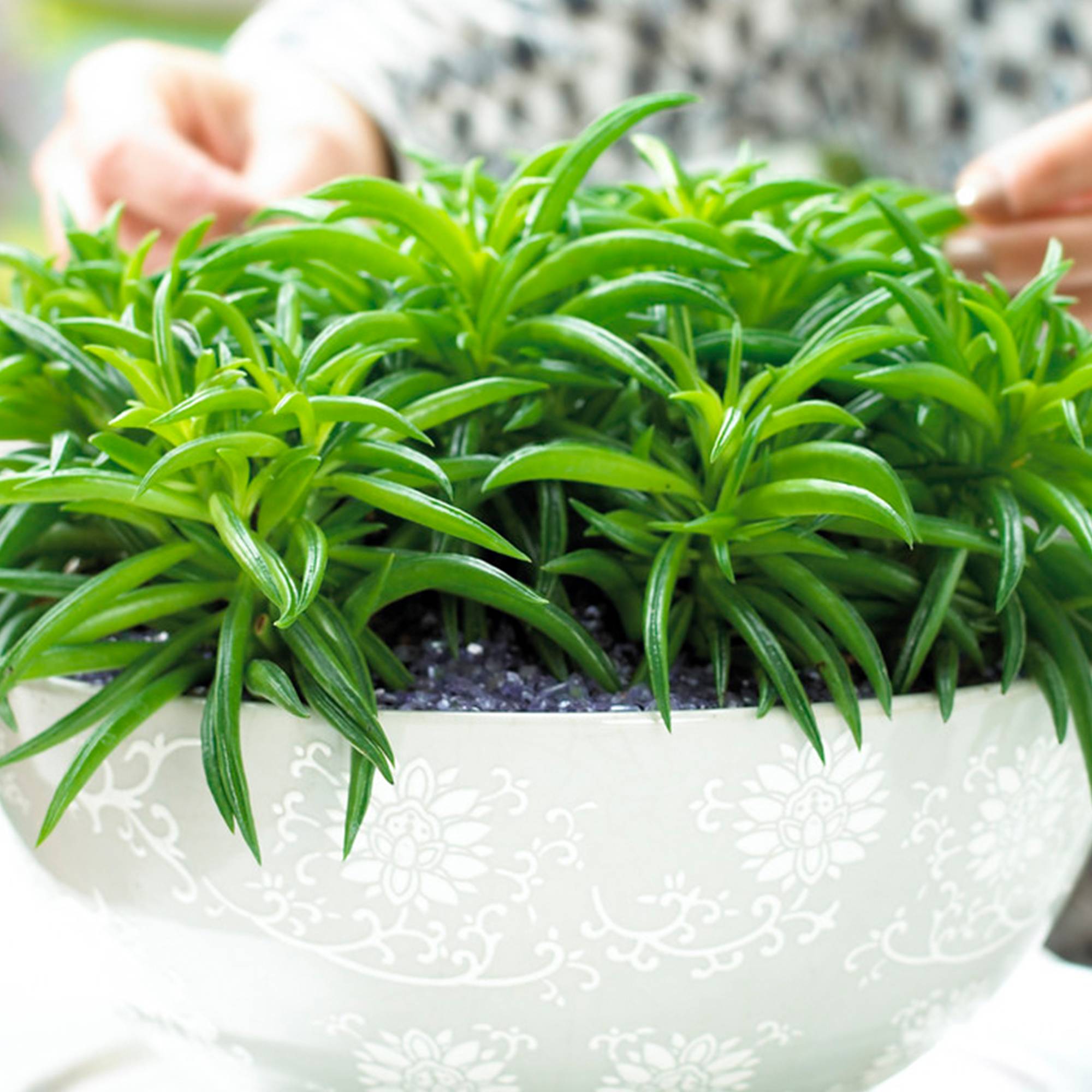 Gardenersdream - 1 Peperomia Happy Bean | Plante En Pot Semi-Succulente À Feuilles Persistantes | 15-25 Cm - GardenersDream - Imagen 1