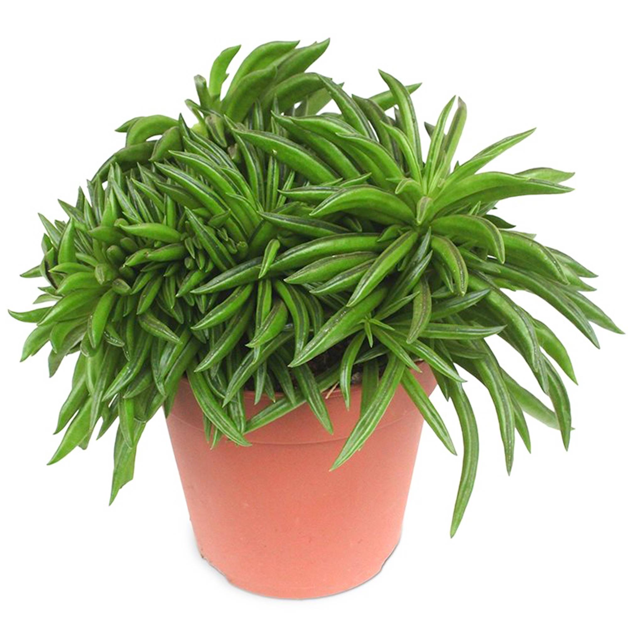 Gardenersdream - 1 Peperomia Happy Bean | Plante En Pot Semi-Succulente À Feuilles Persistantes | 15-25 Cm - GardenersDream - Imagen 2