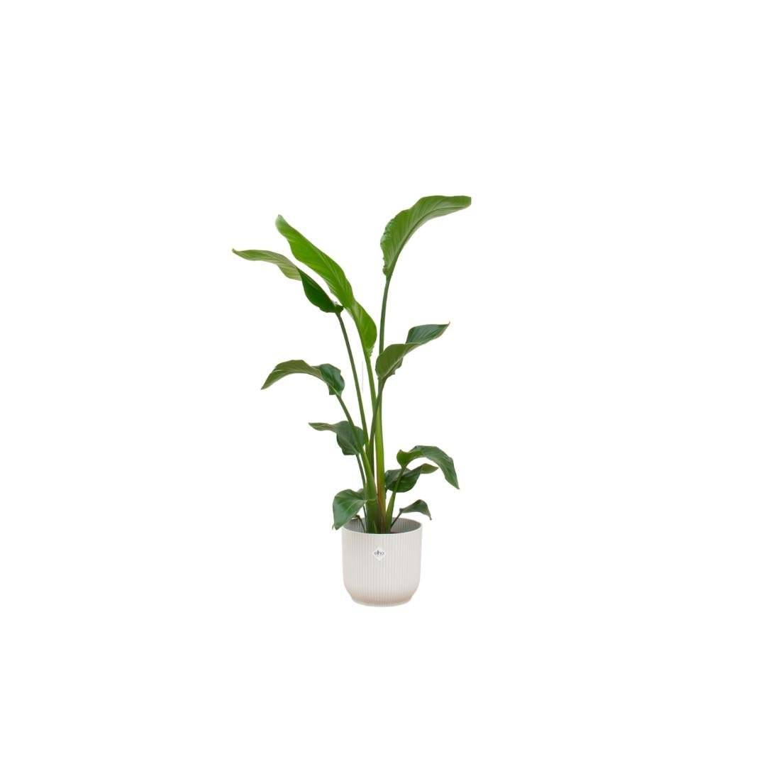 Strelitzia Nicolai 100cm et son pot- La Green Touch Blanc 22cm - Hauteur 100cm