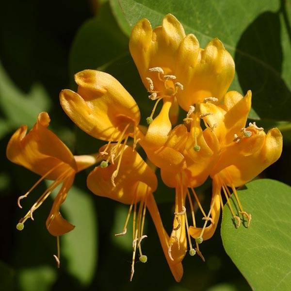 Chevrefeuille x brownii Golden Trumpet Pot de 2L/3L