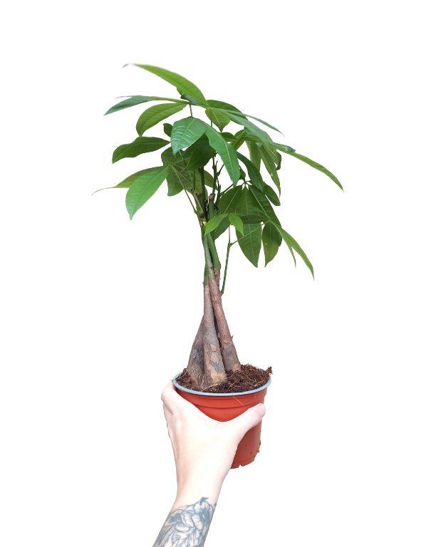 Pachira Aquatica - Tronc tressé D. 12cm H. 45cm - Plante d'intérieur - IndoorPoppies - Image 1