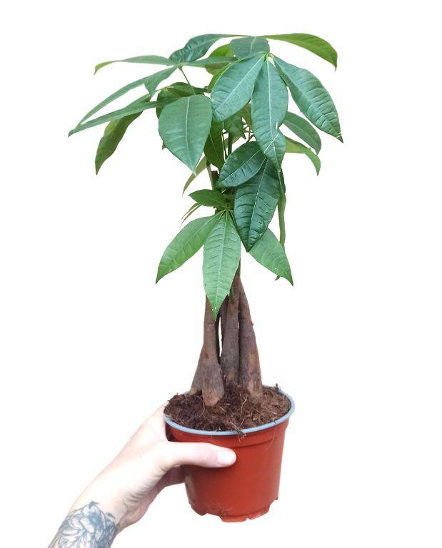 Pachira Aquatica - Tronc tressé D. 12cm H. 45cm - Plante d'intérieur - IndoorPoppies - Image 3