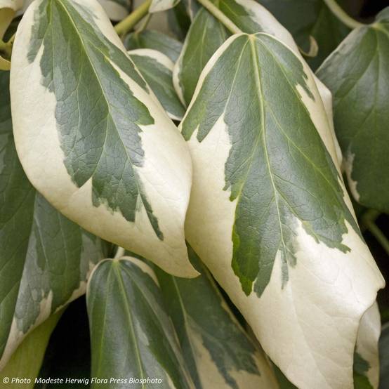 Lierre de Colchide - Hedera colchica Dentata Variegata Pot de 1L/1,5L