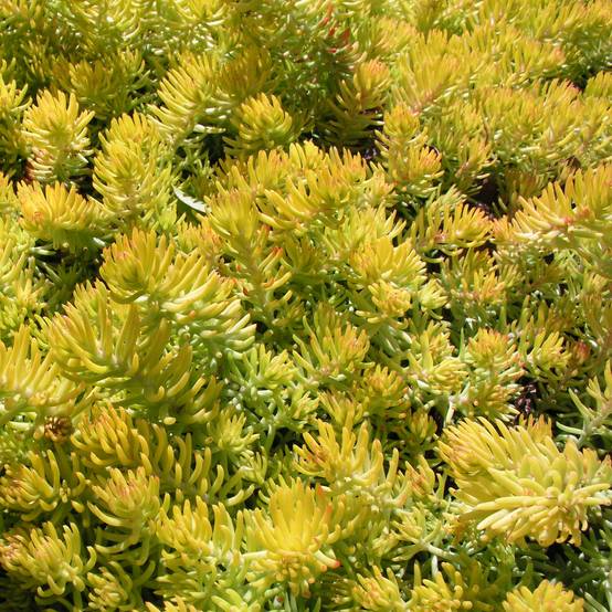 Sedum reflexum Angelina - Orpin Godet de 8/9 cm