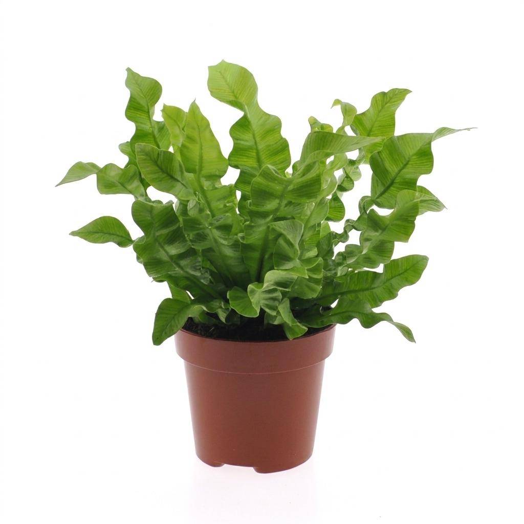 La Green Touch - Asplenium nidus Crispy Wave - Fougère nid d'oiseau - Pot Ø12 cm, H 30 cm - Image 2