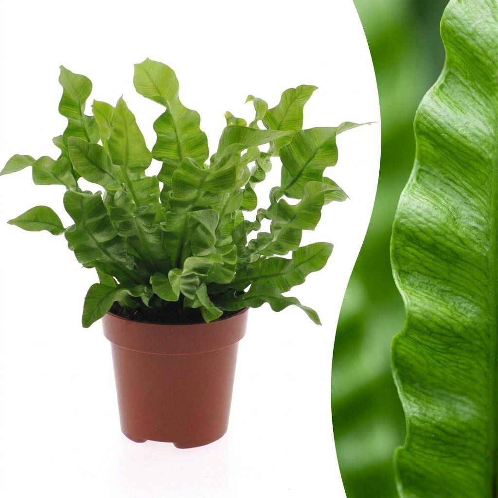 La Green Touch - Asplenium nidus Crispy Wave - Fougère nid d'oiseau - Pot Ø12 cm, H 30 cm - Image 1
