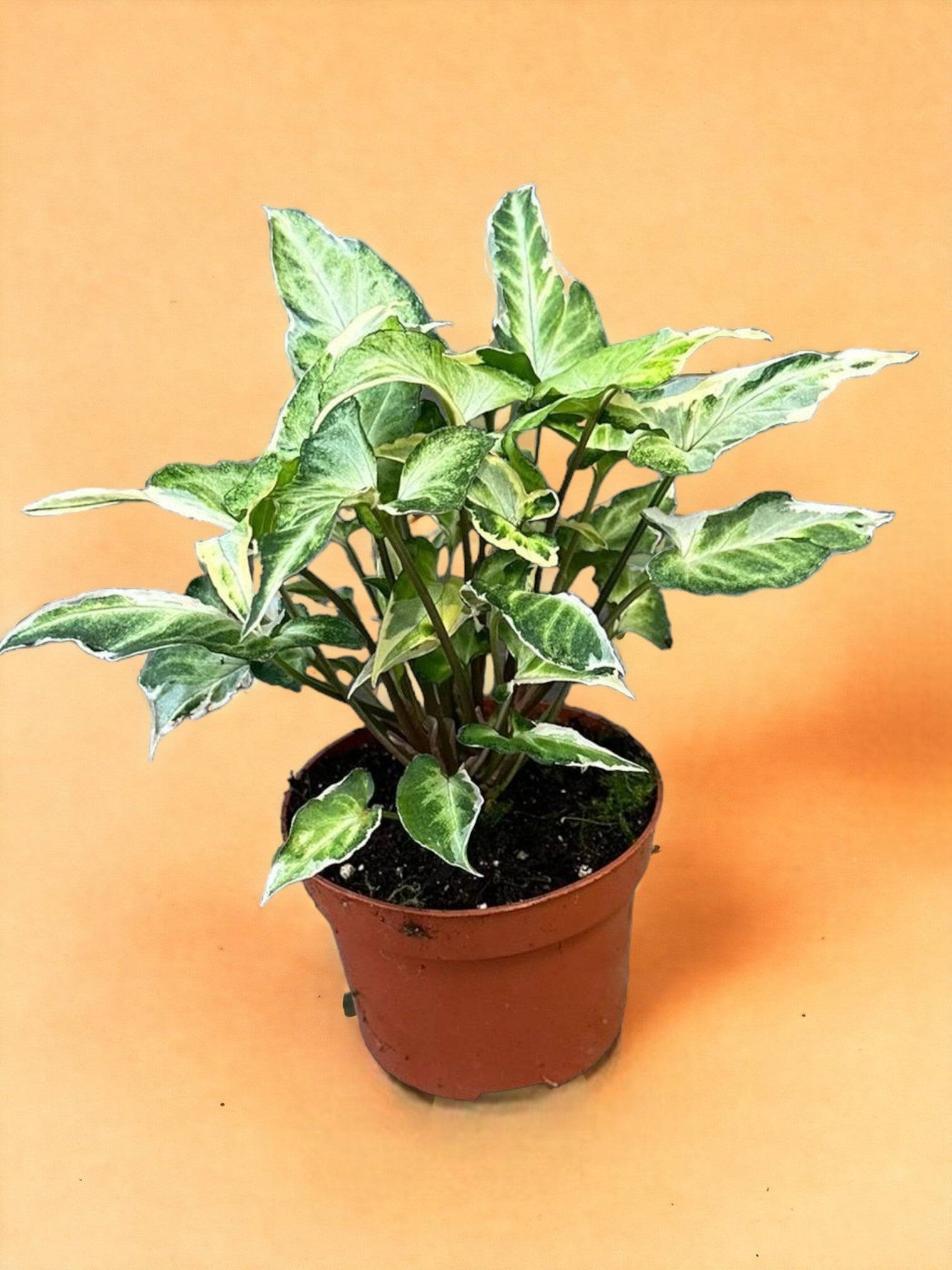 Syngonium T25- La Green Touch