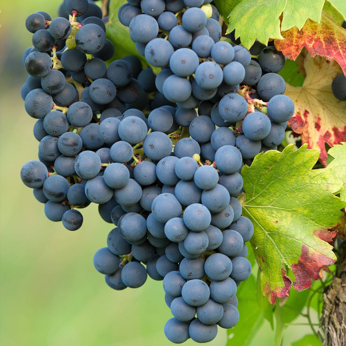 Promesse de Fleurs - Vigne Regent - Vitis vinifera Pot de 2L/3L