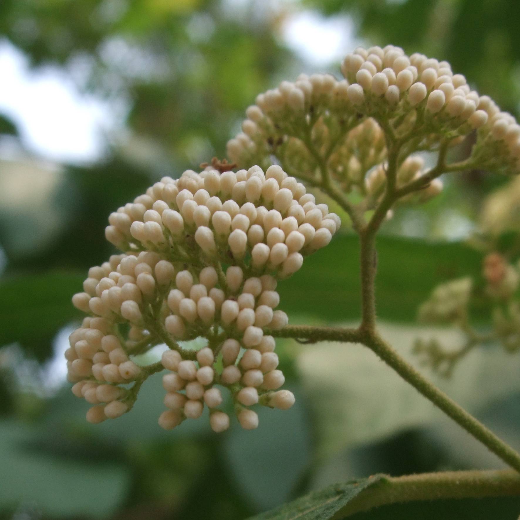 Callicarpa japonica Leucocarpa Pot de 2L/3L
