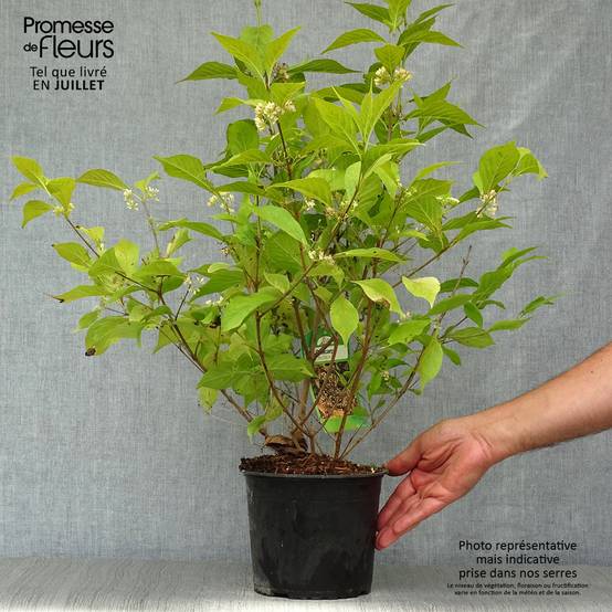 Callicarpa japonica Leucocarpa Pot de 2L/3L - Image 2