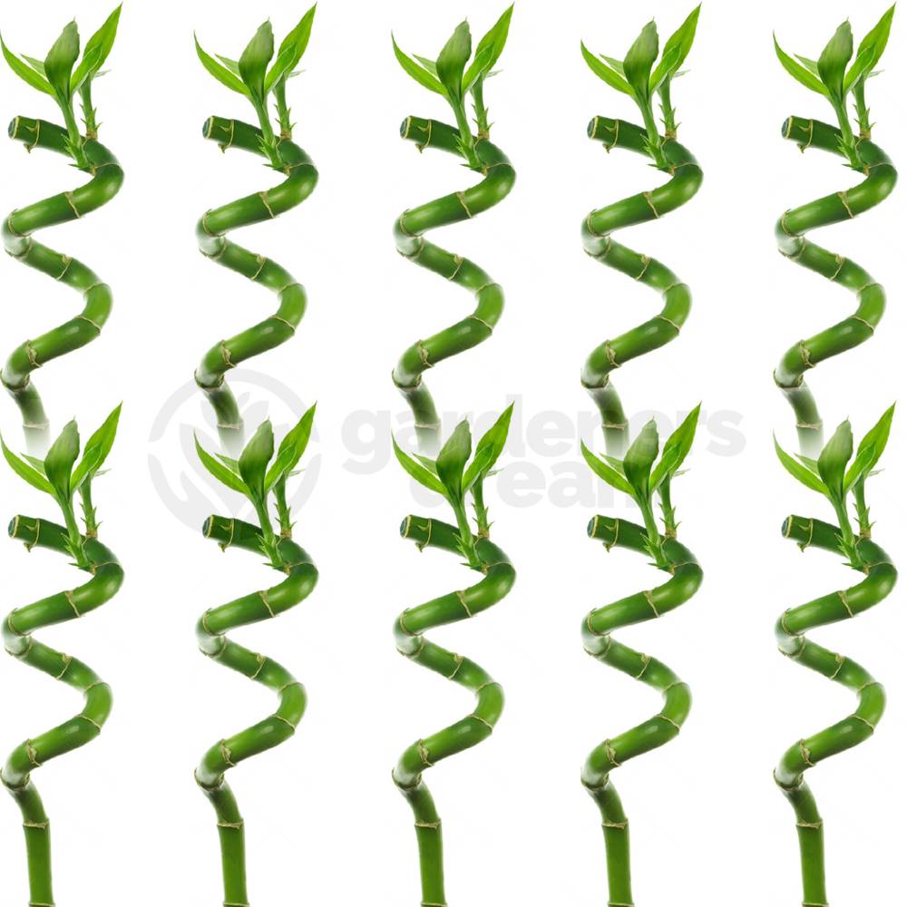Gardenersdream - Lucky Bambou 40 Cm - 10 Tiges Spiralées - Plante D'Intérieur En Pot Rebord De Fenêtre - GardenersDream - Imagen 2