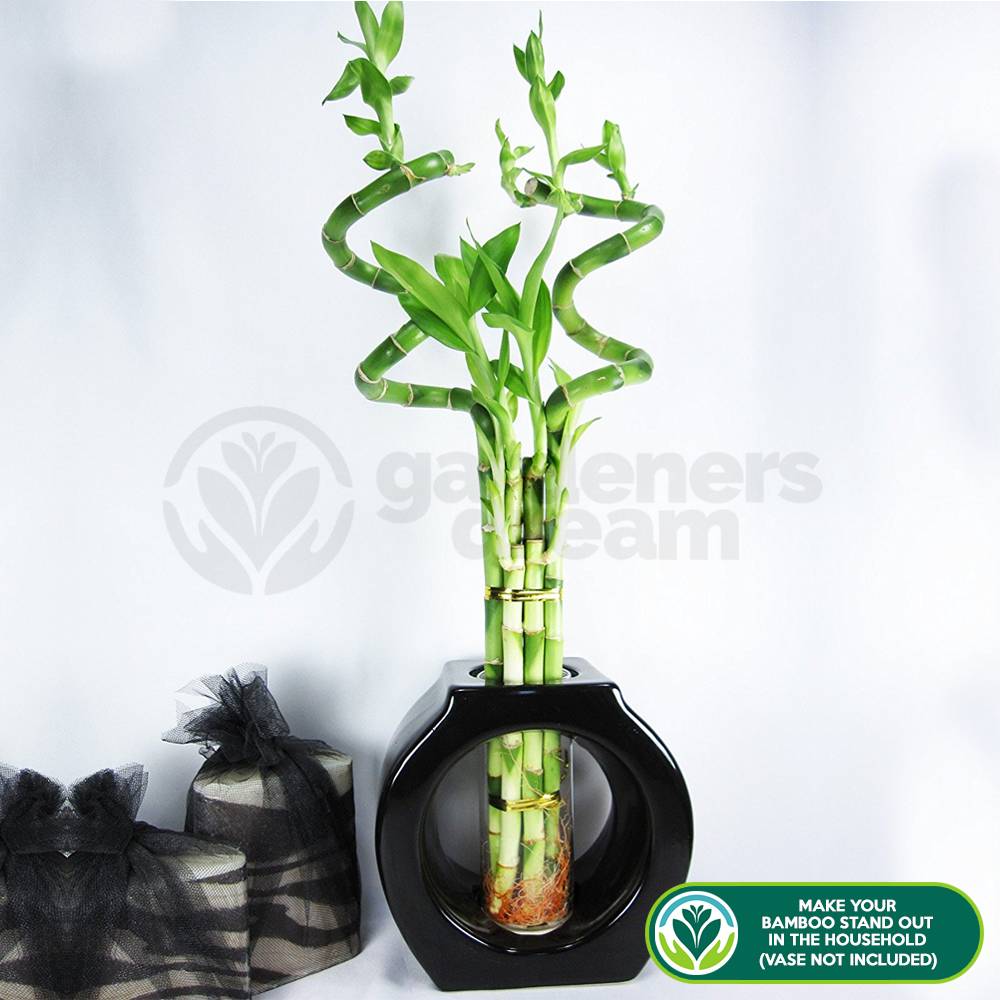Gardenersdream - Lucky Bambou 40 Cm - 10 Tiges Spiralées - Plante D'Intérieur En Pot Rebord De Fenêtre - GardenersDream - Imagen 3