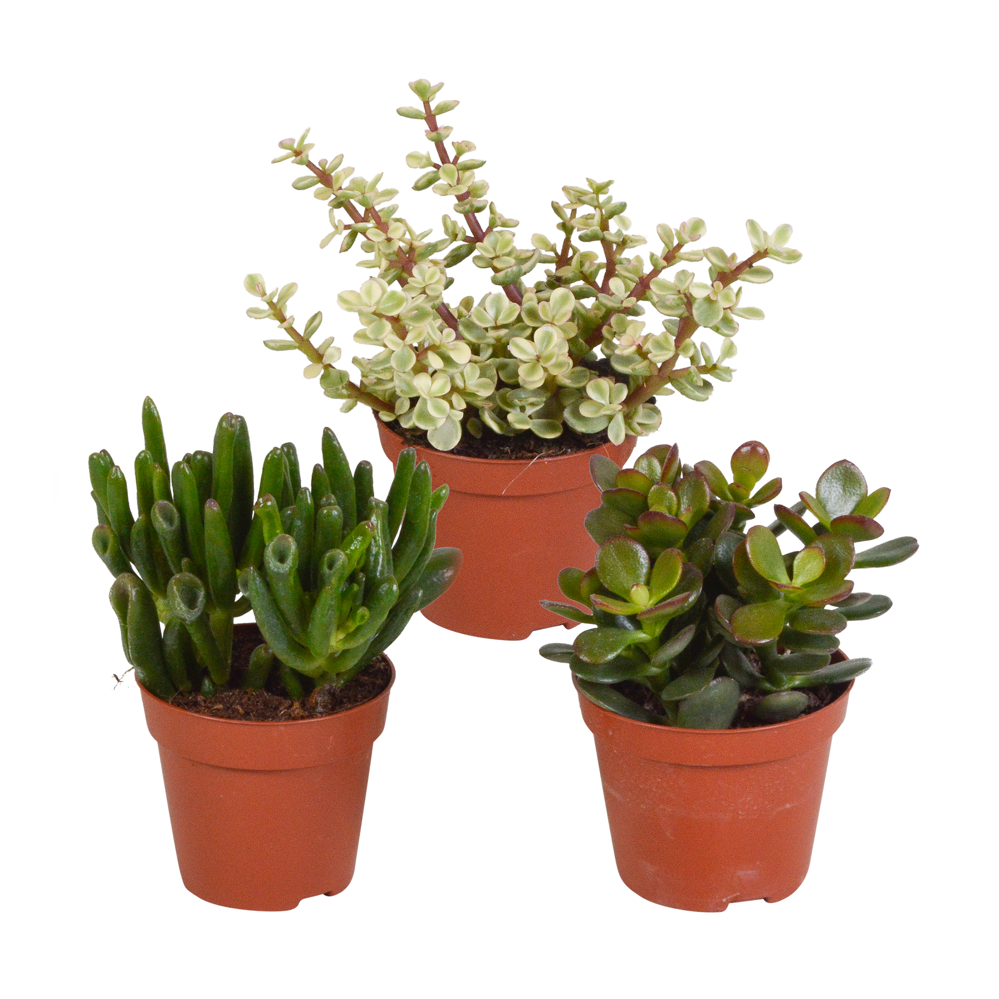 3x Mélange de crassulas - sans pot - Ø8,5cm - ↕18cm - Plantes d’intérieur