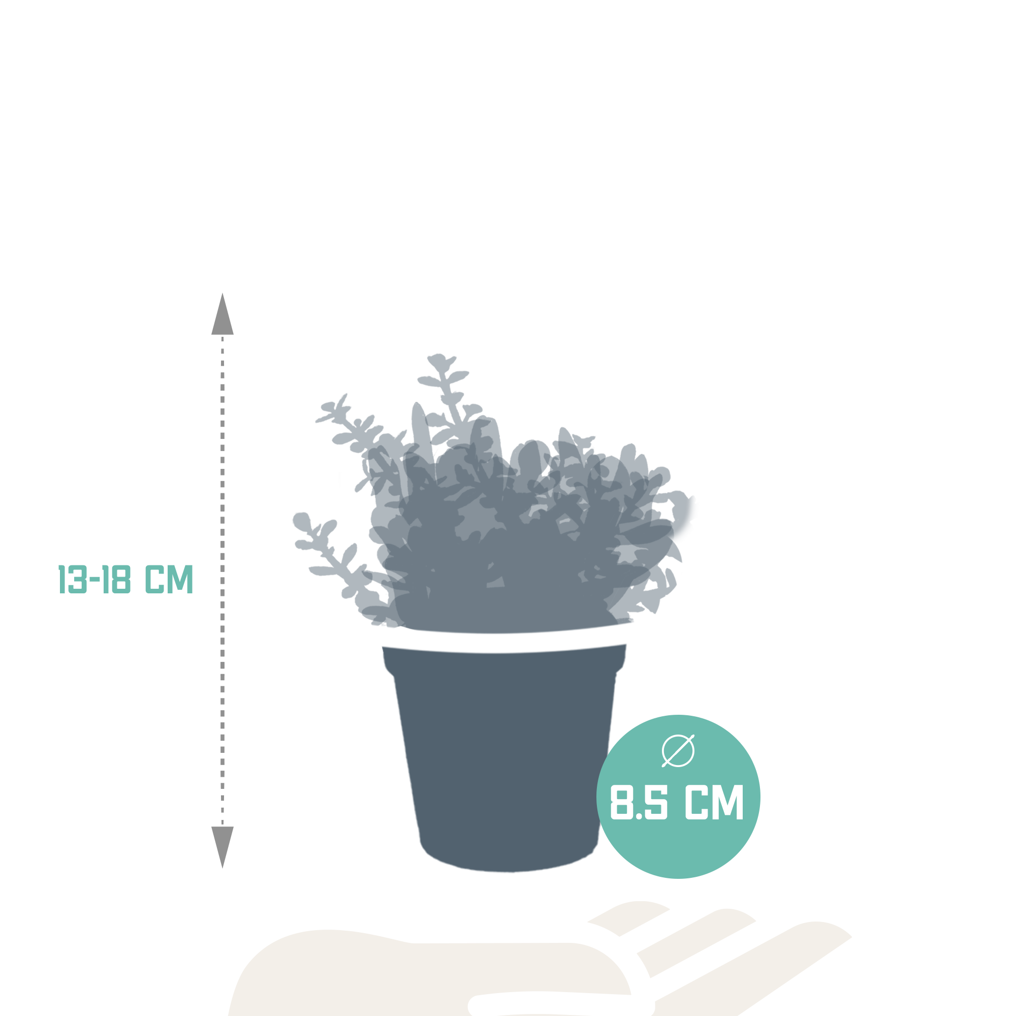 3x Mélange de crassulas - sans pot - Ø8,5cm - ↕18cm - Plantes d’intérieur - Image 2
