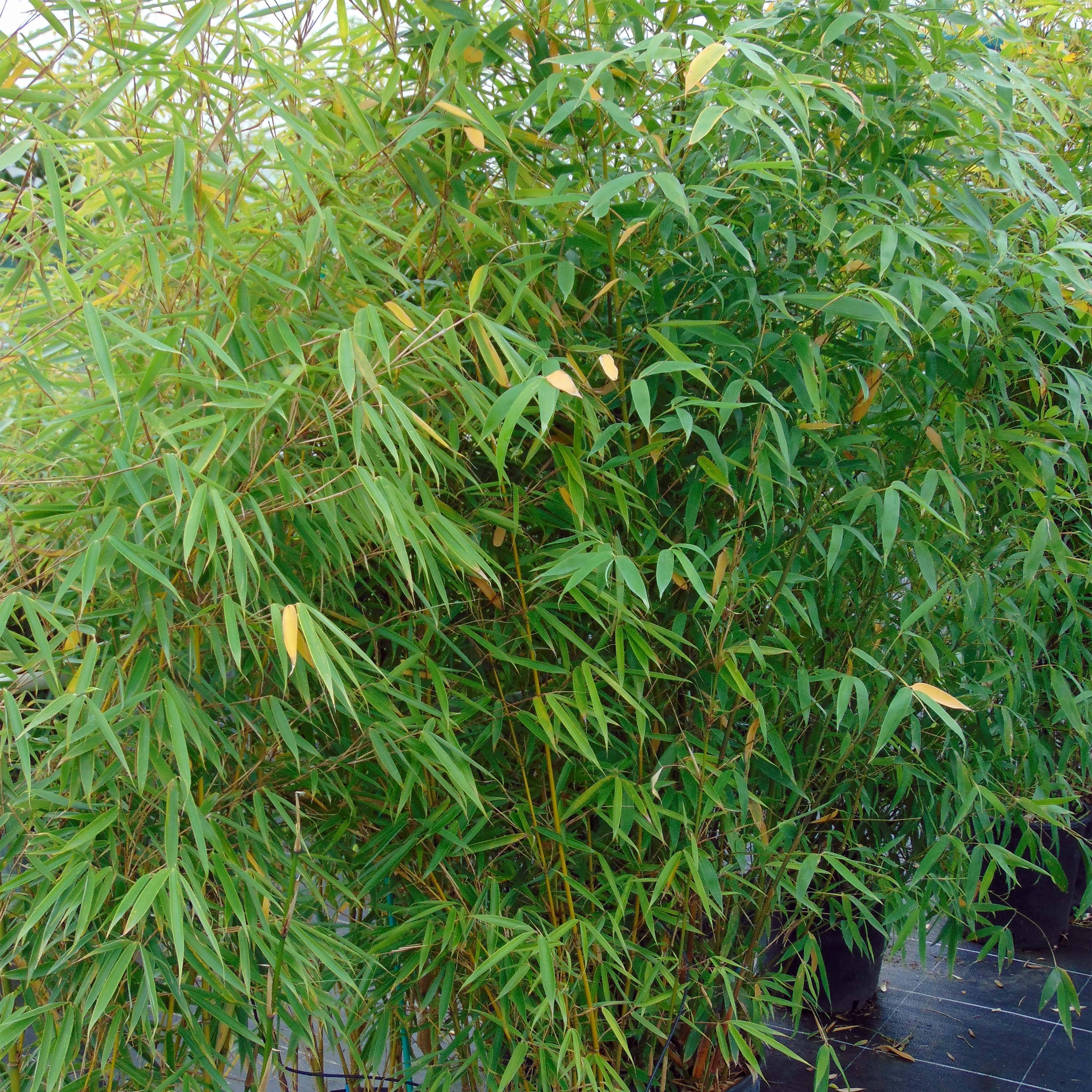 Fargesia robusta Campbell - Bambou non traçant Pot de 3L/4L - Imagen 1