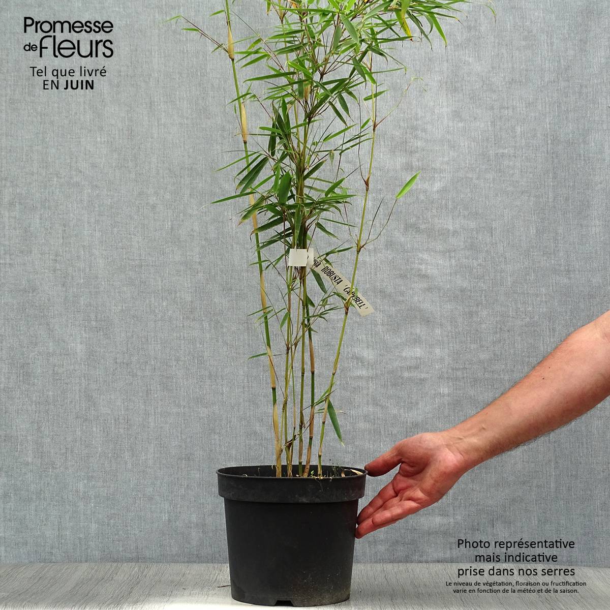 Fargesia robusta Campbell - Bambou non traçant Pot de 3L/4L - Imagen 2