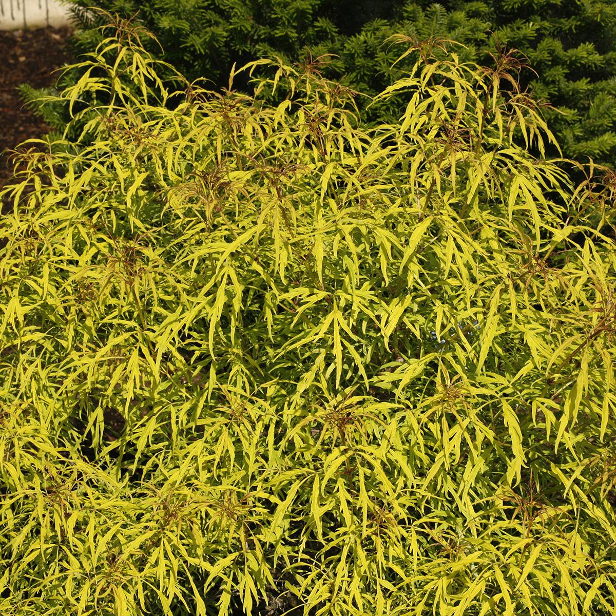 Sureau à grappes - Sambucus racemosa Goldenlocks Pot de 4L/5L