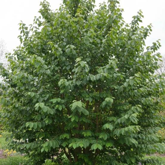 Hamamélis Orange Beauty, Noisetier de Sorcière à fleurs Orange - feuillage Caduc - Pot de 4L - 40/60 cm- hauteur à maturité De 2,50 m à 3,00 m - Image 10
