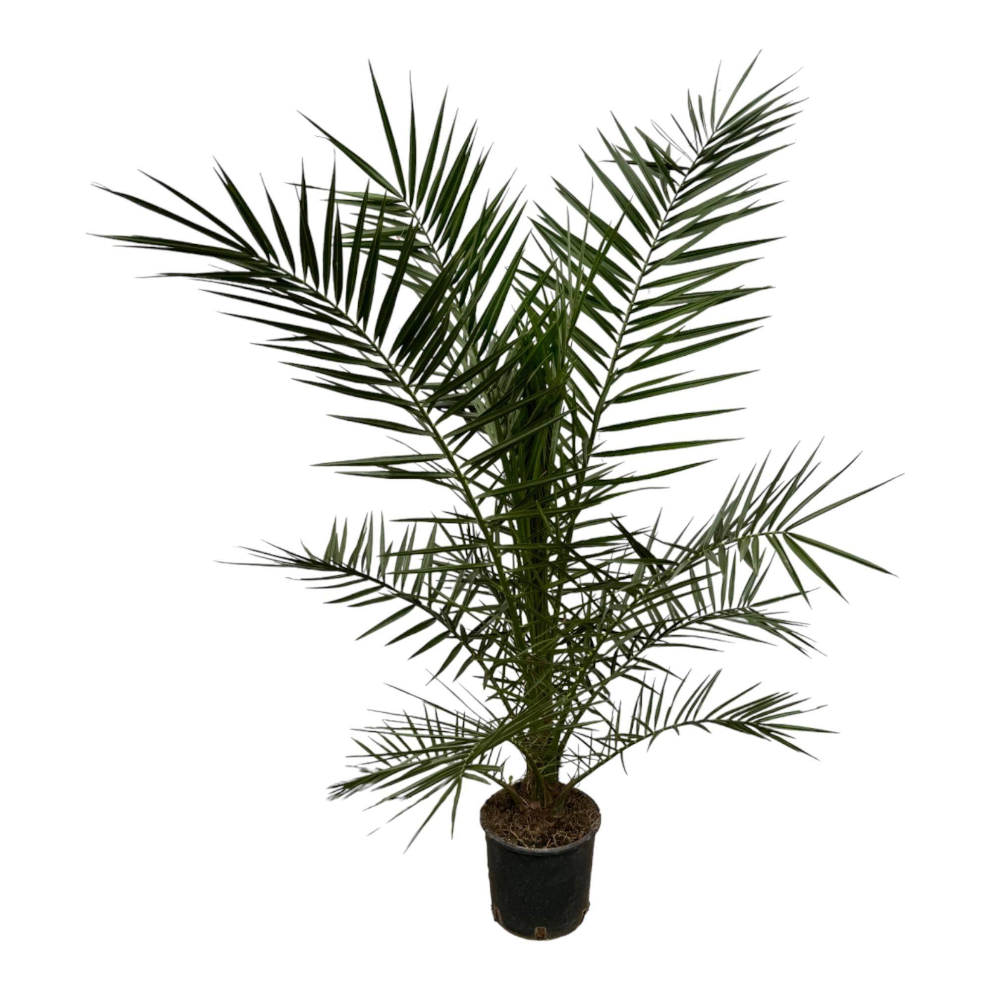 Phoenix Canariensis 160cm - Plante d'intérieur- La Green Touch - Imagen 1